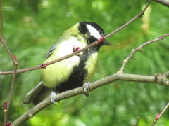 Parus major