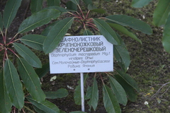 Daphniphyllum macropodum