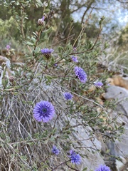 Globularia alypum