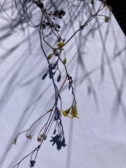 Cineraria lyratiformis