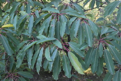 Daphniphyllum macropodum