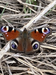 Aglais io io