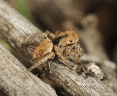 Habronattus arcalorus