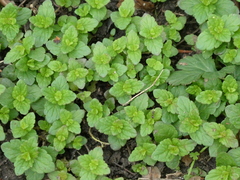 Veronica arvensis