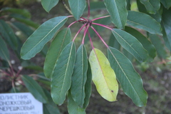 Daphniphyllum macropodum