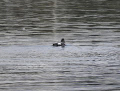 Tachyeres patachonicus