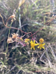 Cineraria lyratiformis