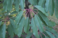 Daphniphyllum macropodum
