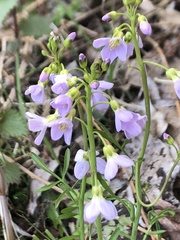 Cardamine pratensis