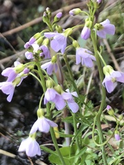 Cardamine pratensis