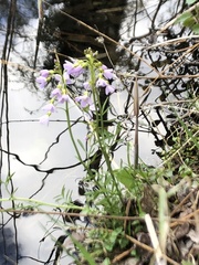 Cardamine pratensis