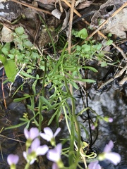 Cardamine pratensis