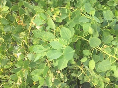 Capparis sandwichiana