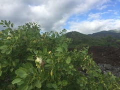 Capparis sandwichiana
