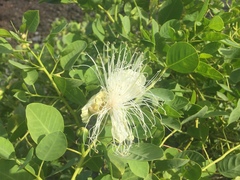 Capparis sandwichiana