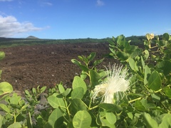 Capparis sandwichiana