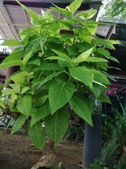 Lagerstroemia speciosa