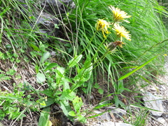 Crepis pyrenaica