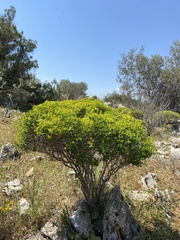 Euphorbia acanthothamnos