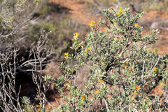 Lasiosiphon meisnerianus