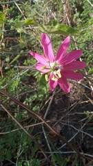Passiflora sublanceolata