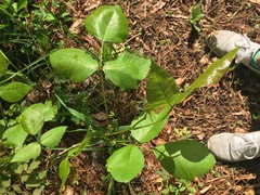 Toxicodendron radicans