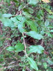 Pyracantha fortuneana