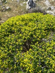 Euphorbia acanthothamnos