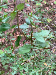 Pyracantha fortuneana