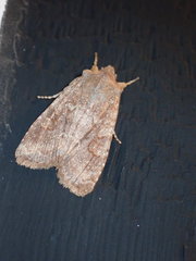 Lithophane semiusta