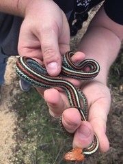 Thamnophis sirtalis tetrataenia