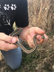 Thamnophis sirtalis tetrataenia