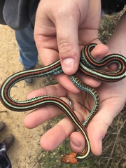 Thamnophis sirtalis tetrataenia