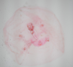 Russellaspis pustulans