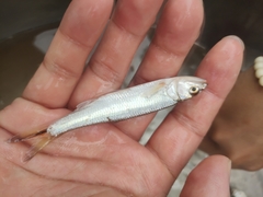 Opsariichthys bidens