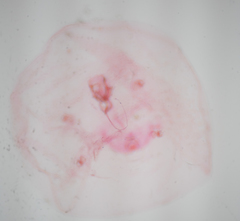 Russellaspis pustulans