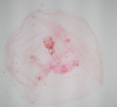 Russellaspis pustulans