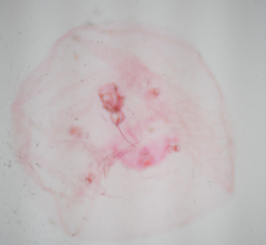 Russellaspis pustulans