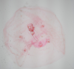 Russellaspis pustulans