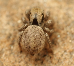 Habronattus arcalorus