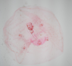 Russellaspis pustulans