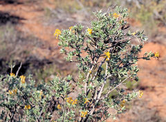 Lasiosiphon meisnerianus