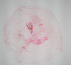 Russellaspis pustulans