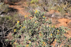 Lasiosiphon meisnerianus