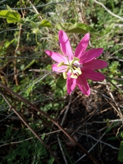 Passiflora sublanceolata