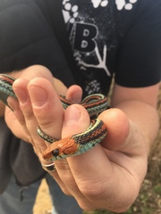 Thamnophis sirtalis tetrataenia