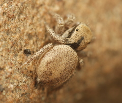 Habronattus arcalorus