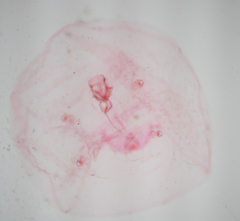 Russellaspis pustulans