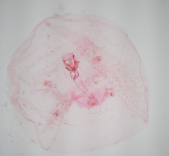 Russellaspis pustulans