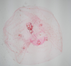 Russellaspis pustulans